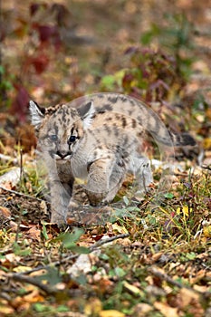 Cougar Kitten (Puma concolor) Makes Turn on Forest Floor Autumn