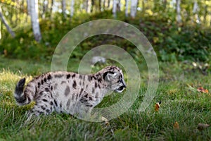 Cougar Kitten (Puma concolor) Moves Right Tail Curled Autumn