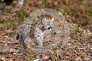 Cougar Kitten (Puma concolor) One Paw Slightly Forward Looks Right Autumn