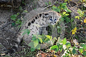 Cougar Kitten (Puma concolor) Pauses to Urinate in Grass Autumn
