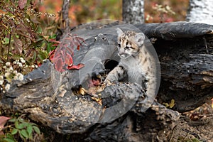 Cougar Kitten (Puma concolor) Paw Forward Ready to Step Out of Log Autumn