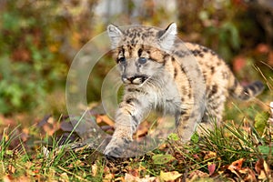 Cougar Kitten (Puma concolor) Paw Forward Stepping Out Autumn