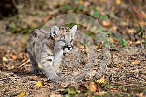 Cougar Kitten (Puma concolor) Paw Forward Steps Right Autumn