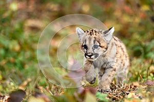 Cougar Kitten (Puma concolor) Paw Up Stepping Forward Autumn