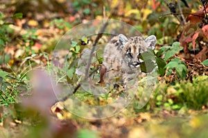 Cougar Kitten (Puma concolor) Peers Out From Behind Leaf Autumn