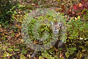 Cougar Kitten (Puma concolor) Pokes Head Through Plants Autumn