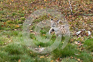 Cougar Kitten (Puma concolor) Pounces Left Across Ground Autumn