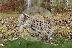 Cougar Kitten (Puma concolor) Pounces Left Autumn