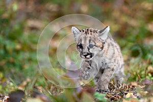 Cougar Kitten (Puma concolor) Runs Along Ground Autumn