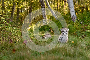 Cougar Kitten (Puma concolor) Runs Down Forest Trail Sibling Sniffs in Background Autumn