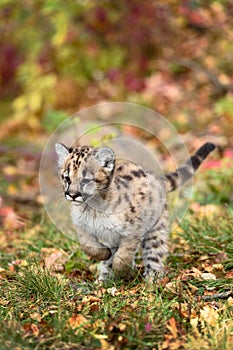 Cougar Kitten (Puma concolor) Runs Forward Tail Up Autumn