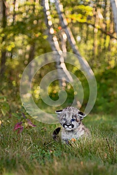 Cougar Kitten (Puma concolor) Sits With Ears Down on Forest Trail Autumn