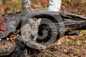 Cougar Kitten (Puma concolor) Sits Inside Log Looking Down Autumn