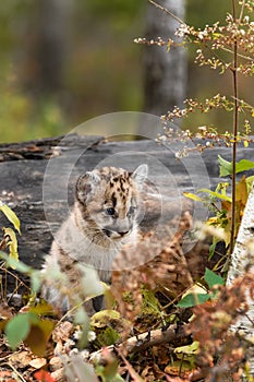 Cougar Kitten (Puma concolor) Sits Between Log and Tree Autumn