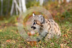 Cougar Kitten (Puma concolor) Sits Near Forest Looking Left Autumn