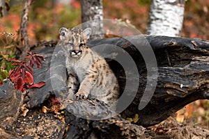 Cougar Kitten (Puma concolor) Sits Up on Log Looking Right and Down Autumn