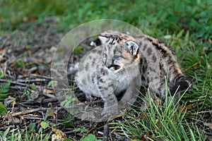 Cougar Kitten (Puma concolor) Squats While Sibling Walk Behind Autumn