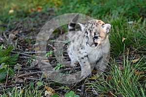 Cougar Kitten (Puma concolor) Squats to Urinate in Grass Autumn photo
