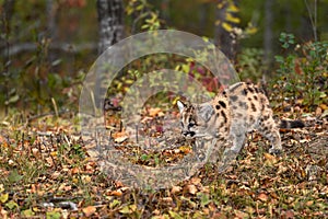 Cougar Kitten (Puma concolor) Stalks Left Across Forest Floor Autumn