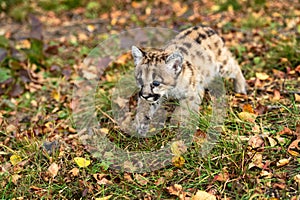 Cougar Kitten (Puma concolor) Stalks Left Across Grass and Leaves Autumn