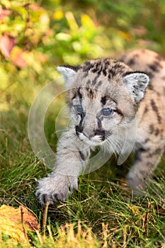 Cougar Kitten (Puma concolor) Stepping in Back Lighting Autumn