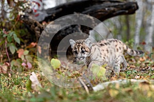 Cougar Kitten (Puma concolor) Steps Across Ground Autumn