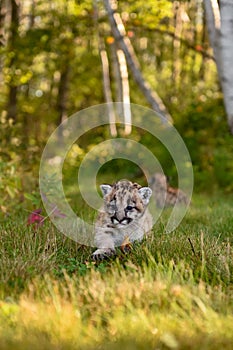 Cougar Kitten (Puma concolor) Steps Away From Sibling on Forest Trail Autumn