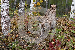 Cougar Kitten (Puma concolor) Steps Down Embankment Sibling Sits Behind Autumn