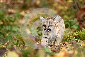 Cougar Kitten (Puma concolor) Steps Forward Across Ground Autumn