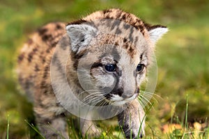 Cougar Kitten (Puma concolor) Steps Forward Close Up Autumn