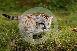 Cougar Kitten (Puma concolor) Steps Forward Close Up Autumn