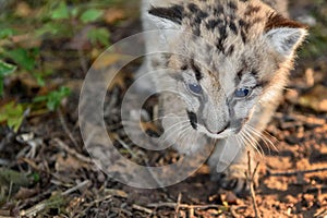 Cougar Kitten (Puma concolor) Steps Forward Close Up Autumn