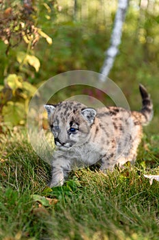 Cougar Kitten (Puma concolor) Steps Forward Close Up Autumn