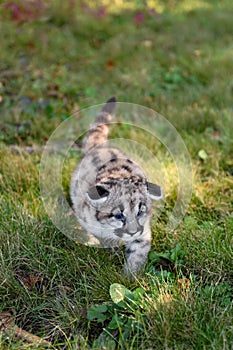 Cougar Kitten (Puma concolor) Steps Forward Ears to Sides Autumn