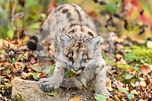 Cougar Kitten (Puma concolor) Steps Forward Paw Splayed Autumn