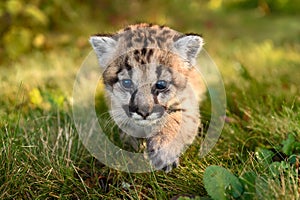 Cougar Kitten (Puma concolor) Steps Forward Paw Up Autumn