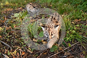 Cougar Kitten (Puma concolor) Steps Forward Sibling Follows Autumn