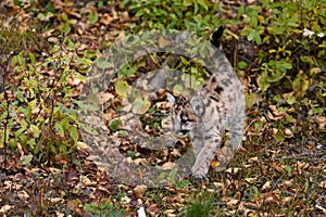Cougar Kitten (Puma concolor) Steps Forward Tail Held High Autumn