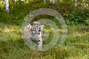 Cougar Kitten (Puma concolor) Steps Forward on Trail Ears to Sides Autumn