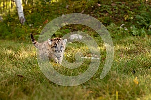 Cougar Kitten (Puma concolor) Steps Forward on Trail Tail Up Autumn