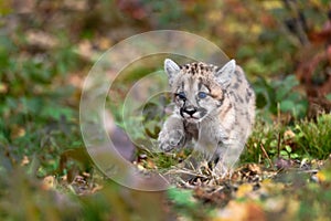 Cougar Kitten (Puma concolor) Steps Through Leaves Paw Up Autumn