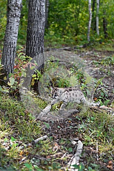 Cougar Kitten (Puma concolor) Steps Over Roots to Left Autumn