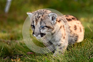 Cougar Kitten (Puma concolor) Steps to Left Close Up Autumn