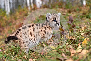 Cougar Kitten (Puma concolor) Stops While Climbing Hill Autumn