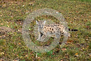 Cougar Kitten (Puma concolor) Stops and Looks Right on Ground Autumn