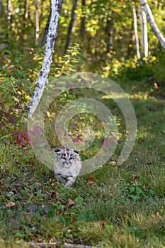Cougar Kitten (Puma concolor) Trots Along Forest Trail Autumn