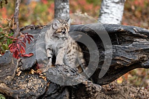 Cougar Kitten (Puma concolor) Turned Right in Log Licking Nose Autumn