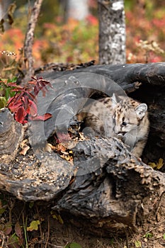 Cougar Kitten (Puma concolor) Turns to Look Left Inside Log Autumn