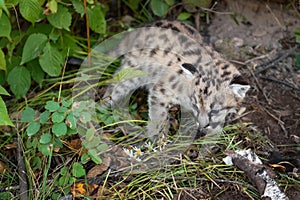 Cougar Kitten (Puma concolor) Turns in Undergrowth Autumn