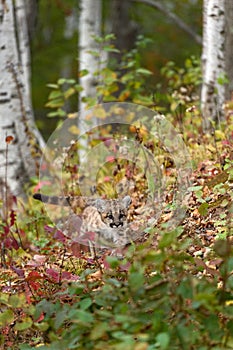 Cougar Kitten (Puma concolor) Walks Across Forest Embankment Autumn